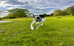 Mixed Breed dogs for sale: Male Dalmatian x Spaniel  in Glasgow - Image 3