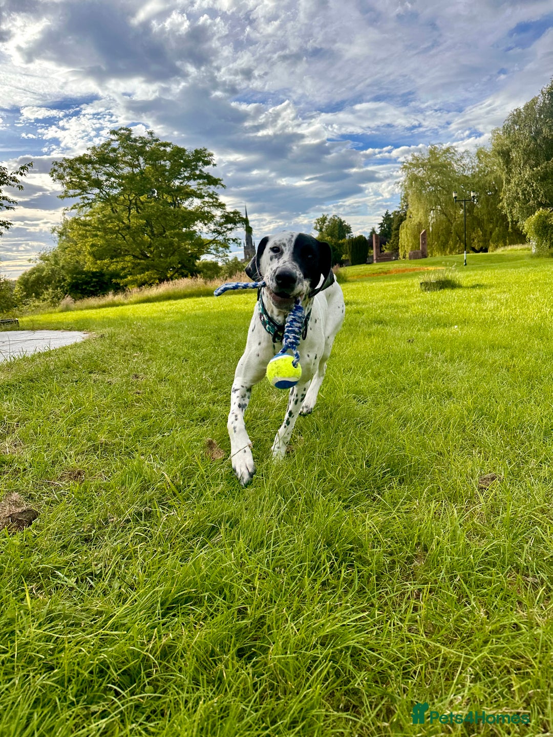 Mixed Breed dogs for sale: Male Dalmatian x Spaniel  in Glasgow - Image 3
