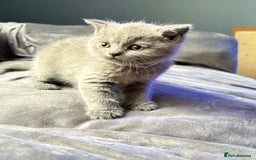 British Shorthair cats for sale: GCCF Chunky British Shorthair Kittens - Image 13