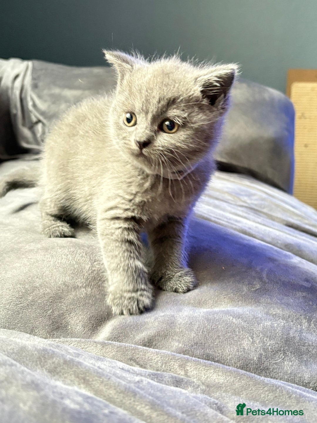 British Shorthair cats for sale: GCCF Chunky British Shorthair Kittens - Image 13