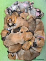 Mixed Breed dogs - Advert 5