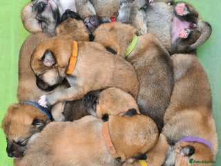 Mixed Breed dogs - Advert 3