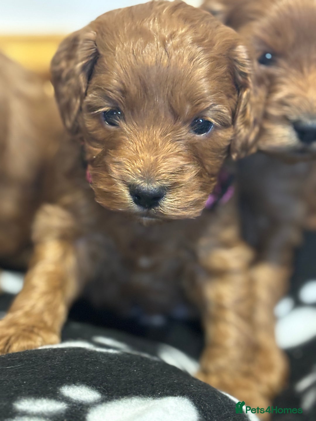 Cockapoo dogs for sale: 🐾 3 lovely Red F1 Cockapoo puppies 🐾 - Advert 5