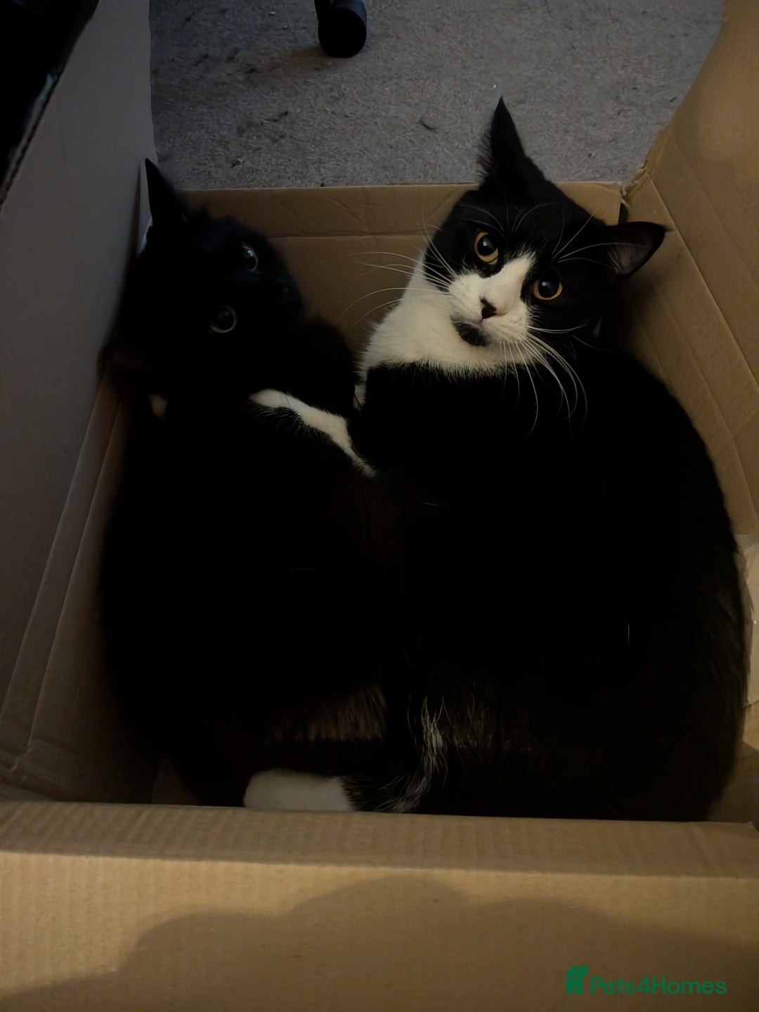 Mixed Breed cats for sale: 2 cats  - Advert 1