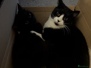 Mixed Breed cats 2 cats - Advert 4