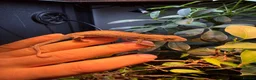 Chameleon reptiles for sale: Bluebar ambilobe male - Advert 3