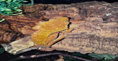 Leopard Gecko reptiles - Advert 13