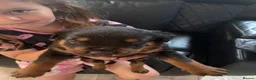Rottweiler dogs for sale: Absolutely stunning Rottweiler puppies  - Advert 23