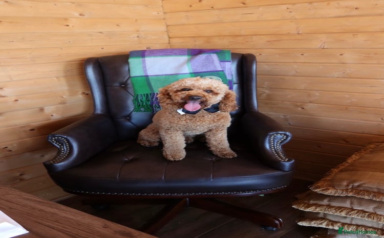 Cavapoo dogs - Advert 3