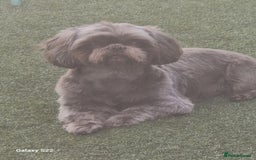 Shih Tzu dogs for stud: KC Karashishi Imperial Chocolate/Lavender Stud in Derby - Image 2