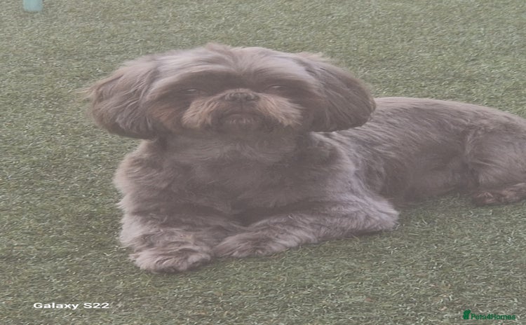Shih Tzu dogs in Derby - Advert 1