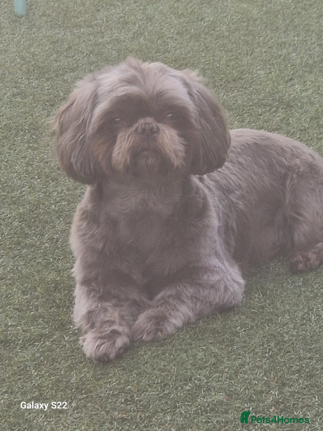 Shih Tzu dogs for stud: KC Karashishi Imperial Chocolate/Lavender Stud in Derby - Image 2
