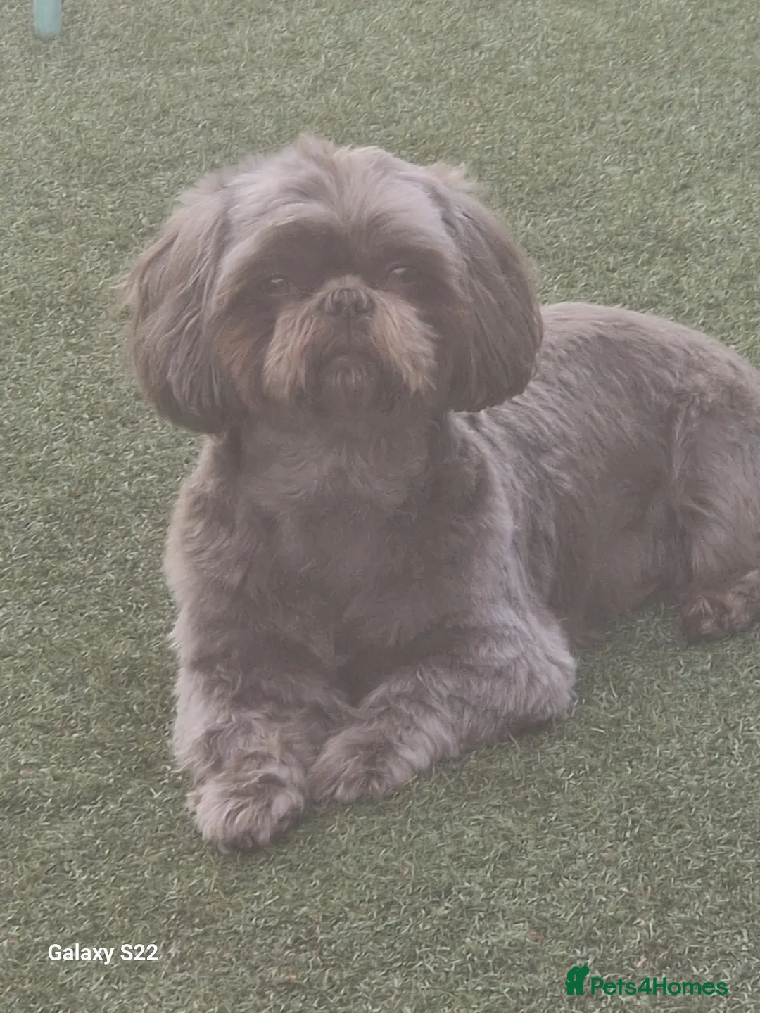 Shih Tzu dogs for stud: KC Karashishi Imperial Chocolate/Lavender Stud in Derby - Advert 4