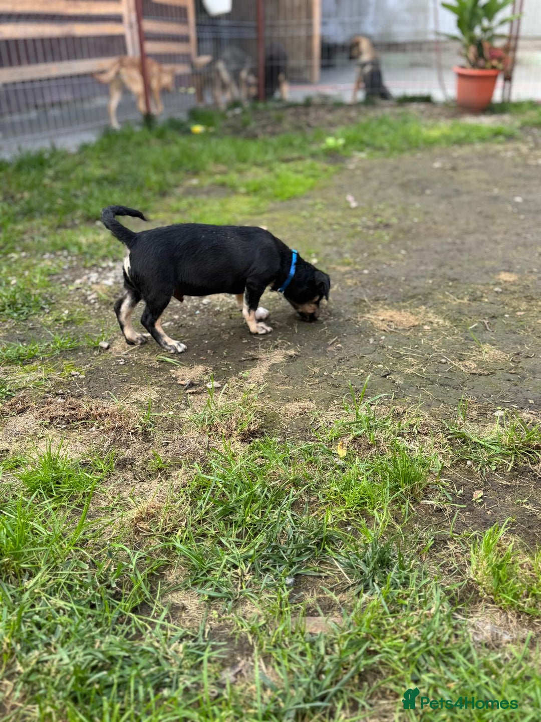 Mixed Breed dogs for adoption: OBI - a Lovely little young boy for a Loving Home - Advert 18