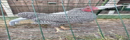 Chickens poultry for sale: Plymouth Rock Rooster in Stratford-upon-Avon - Advert 2