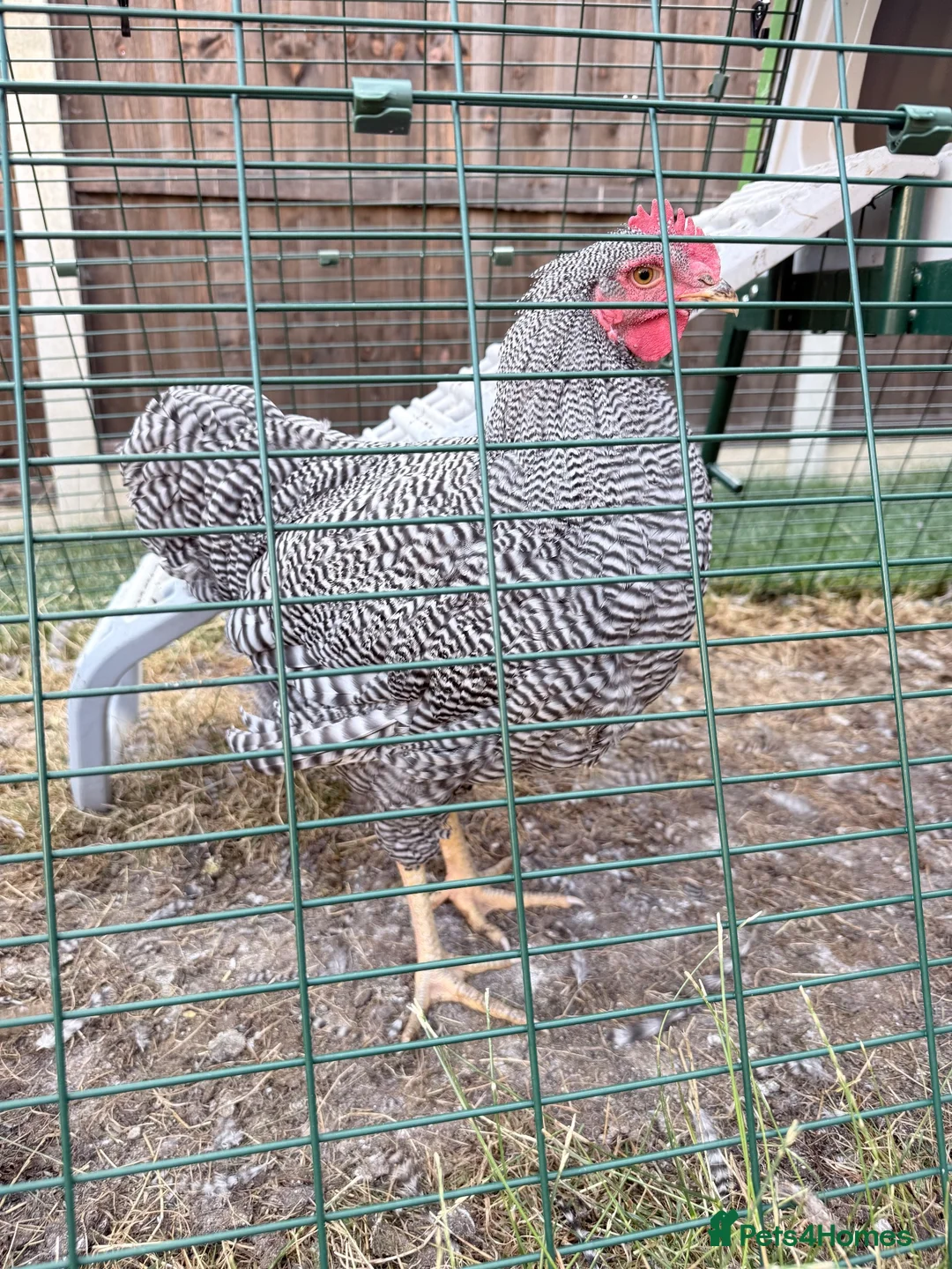 Chickens poultry for sale: Plymouth Rock Rooster in Stratford-upon-Avon - Advert 2