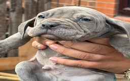 Mixed Breed dogs for sale: Old English cross, cane corsa  - Image 8