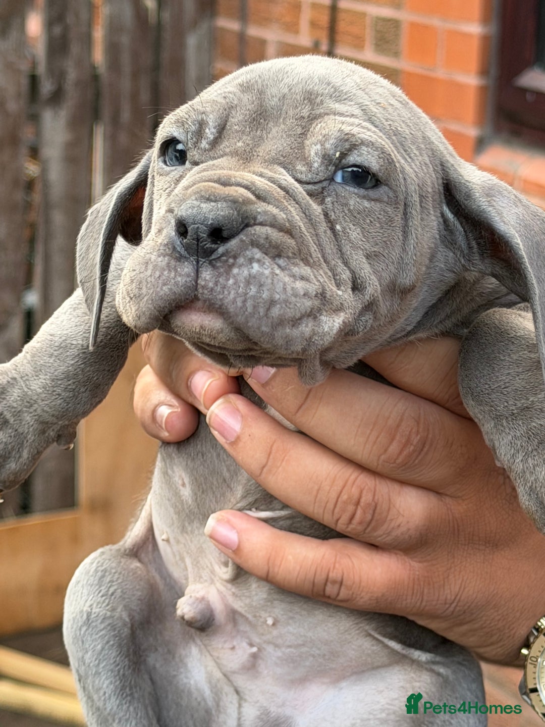 Mixed Breed dogs for sale: Old English cross, cane corsa  - Image 8