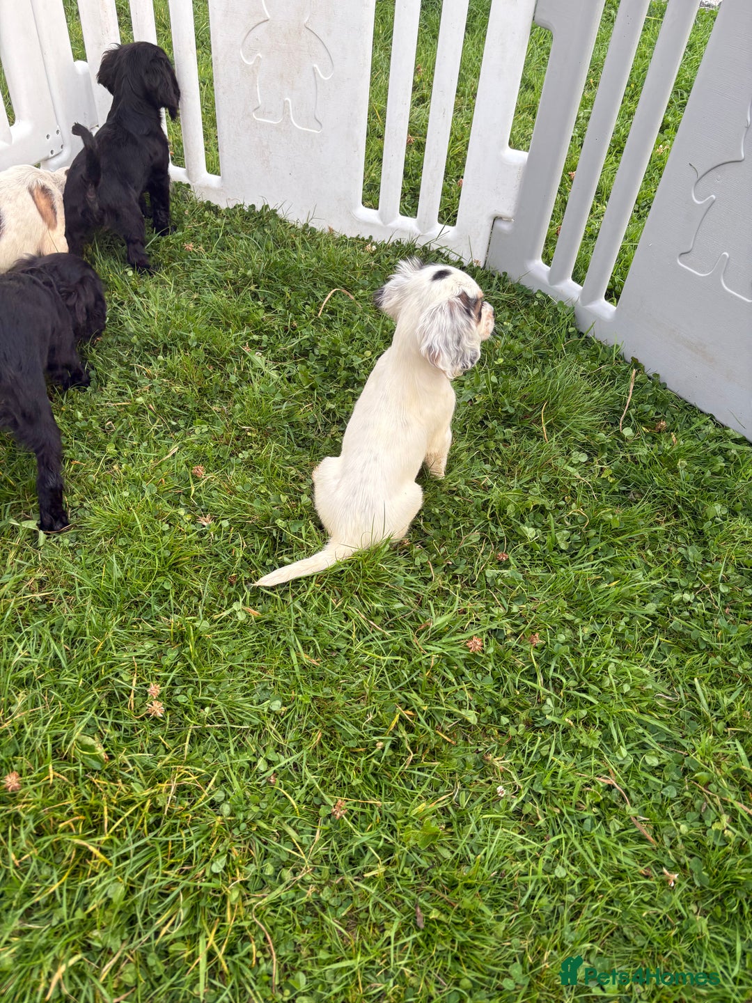 Cocker Spaniel dogs for sale: Cocker spaniel puppies  - Image 15