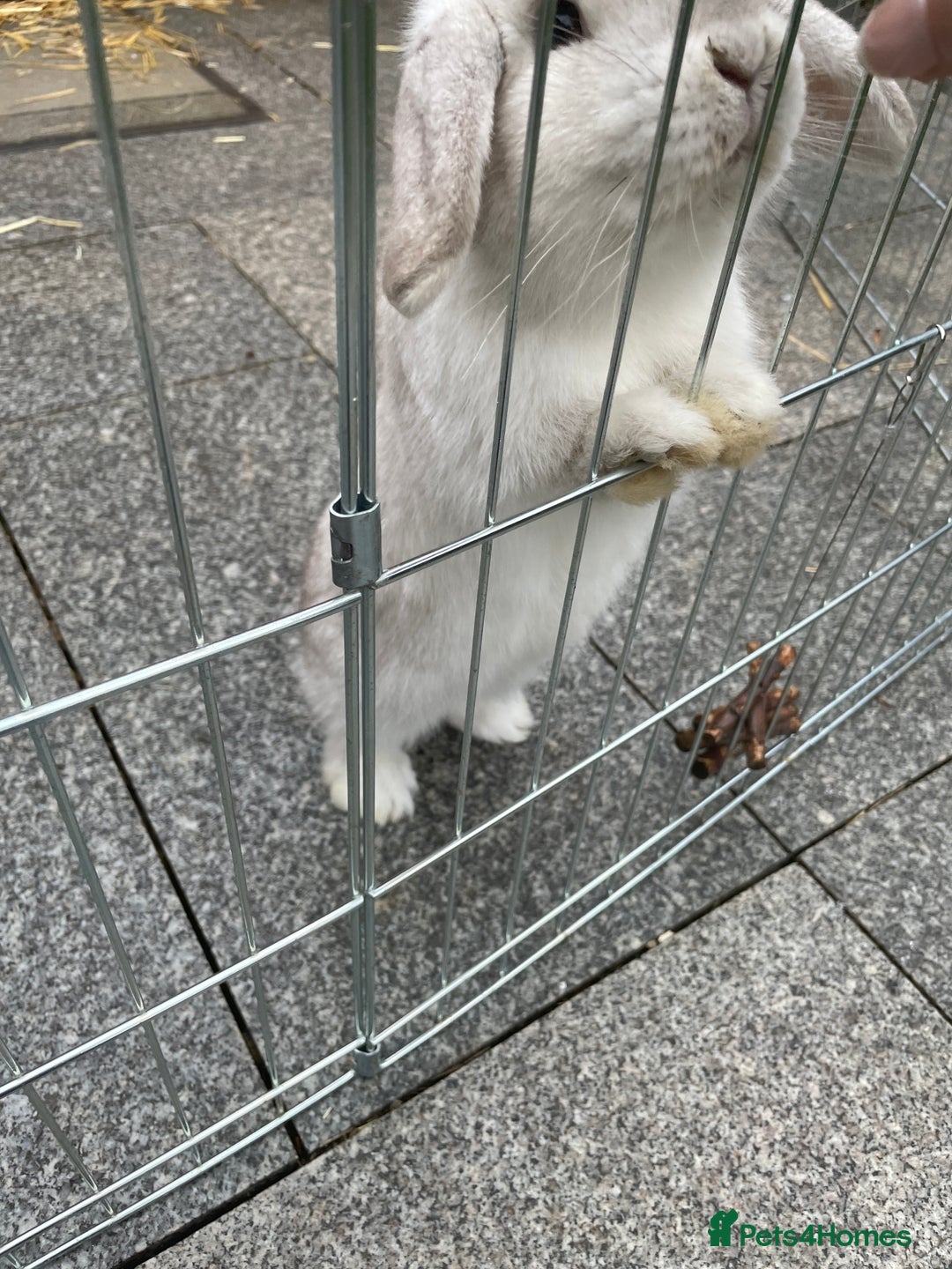 Mini Lop rabbits for sale: Mini lop male - Advert 5