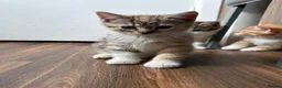 Mixed Breed cats for sale: 4 kittens available to leave.  in Sheffield - Advert 7