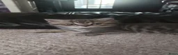 British Shorthair cats for sale: British short hair kittens - Advert 5