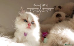 Ragdoll cats for sale: Beautiful Ragdoll kittens 😻😻😻 - Image 25