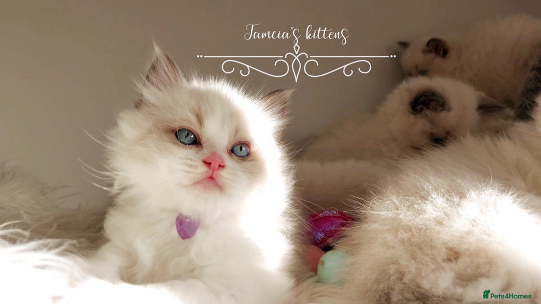 Ragdoll cats for sale: Beautiful Ragdoll kittens 😻😻😻 - Image 25