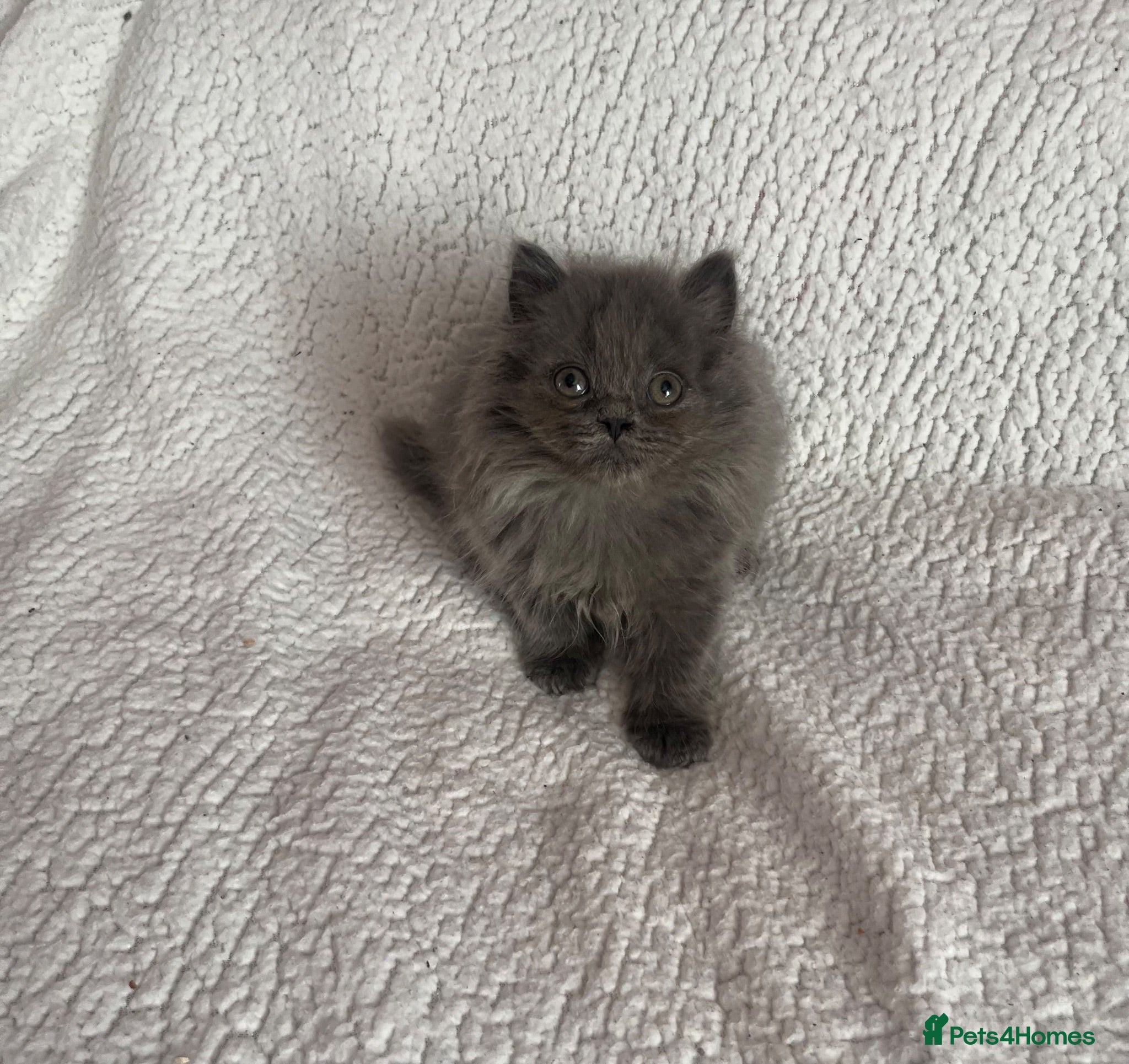 British Shorthair cats BLUE BRITISH LONGHAIR KITTEN 11 weeks old - Advert 2