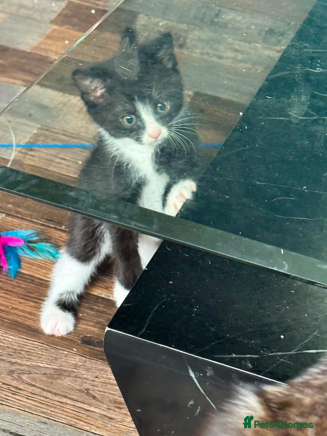 Mixed Breed cats for sale: Lovely litter of mixed short-hair  - Advert 2