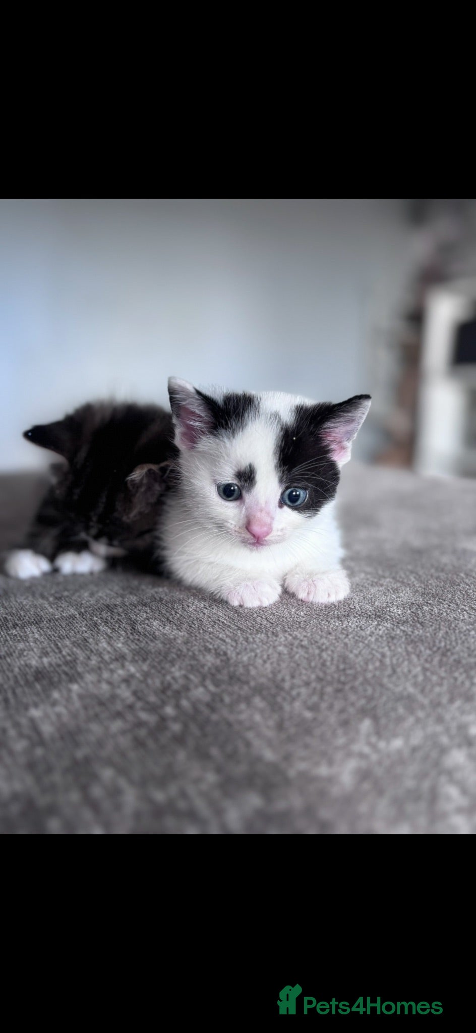 Mixed Breed cats Female Kitten - Advert 3