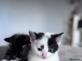 Mixed Breed cats Female Kitten - Advert 3