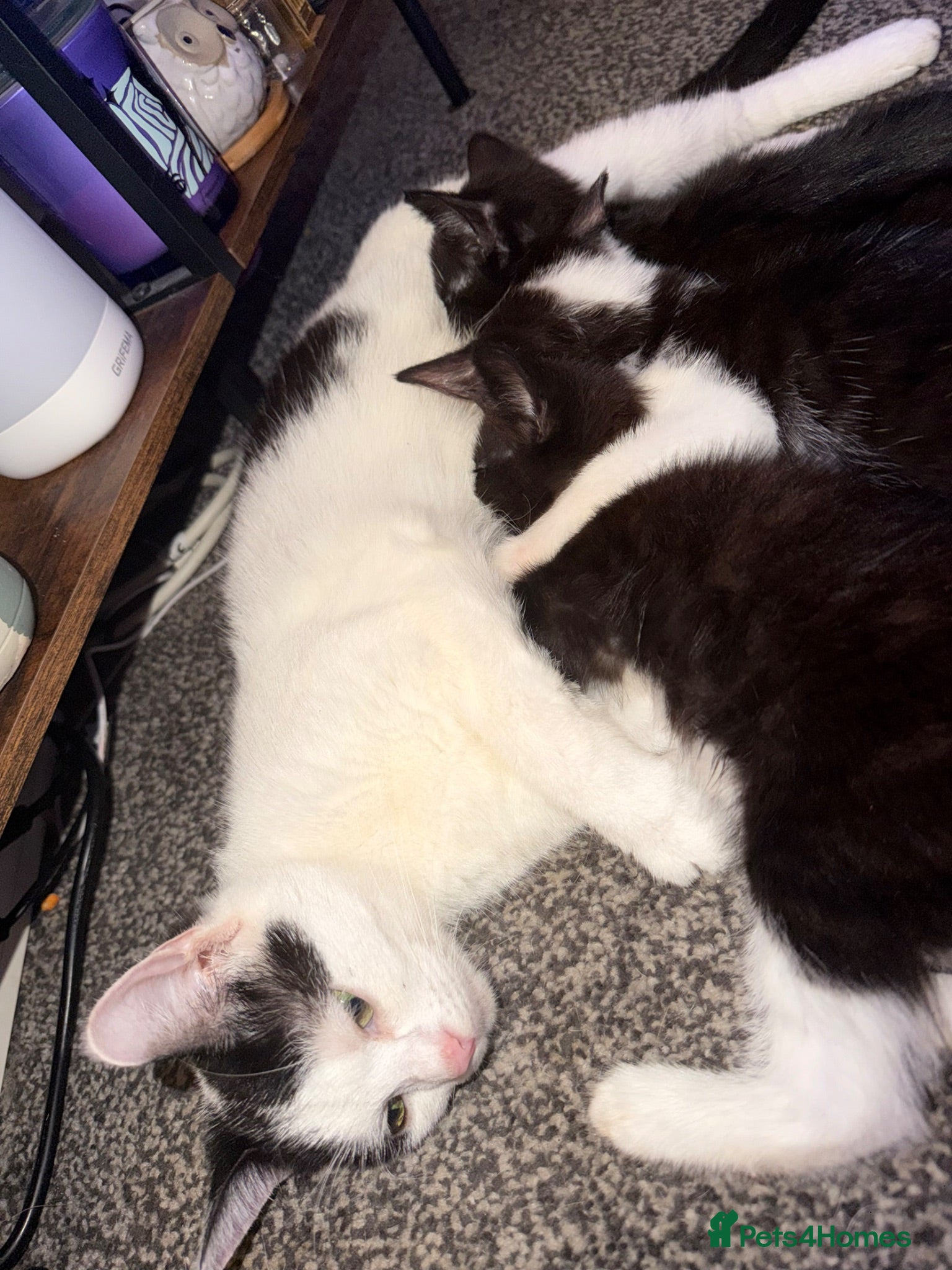 Mixed Breed cats Cute kittens available for their new forever homes - Advert 2