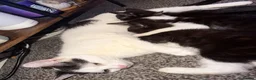 Mixed Breed cats for sale: Cute kittens available for their new forever homes - Advert 1