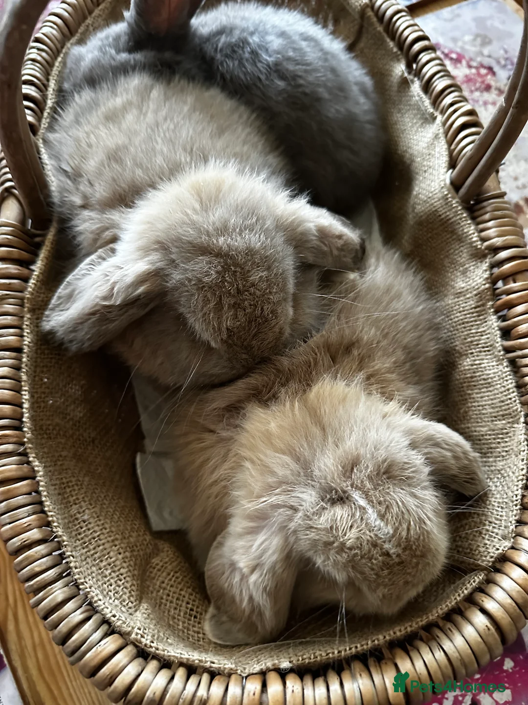 Mini Lop rabbits for sale: Mini lop babies-exceptionally well handled - Advert 6