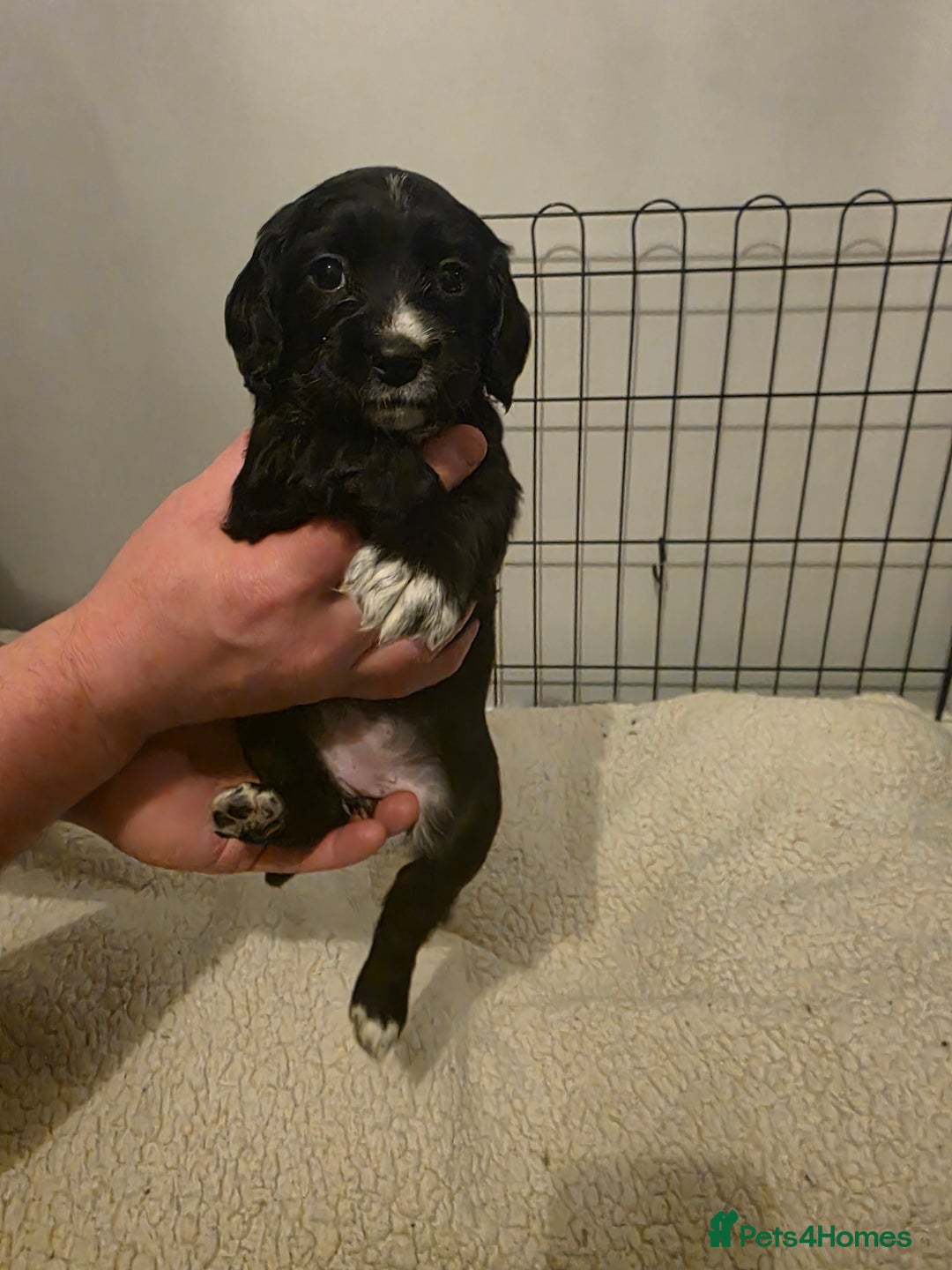 Cocker Spaniel dogs for sale: 6 cocker spaniel puppies  - Advert 18