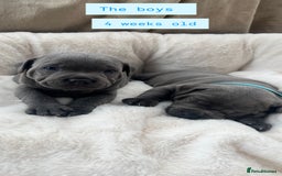 Staffordshire Bull Terrier dogs for sale: Orange Collar Puppy  - KC registered Blue ‘Bullscaff Pharaon’ Staffy Boy - Image 18