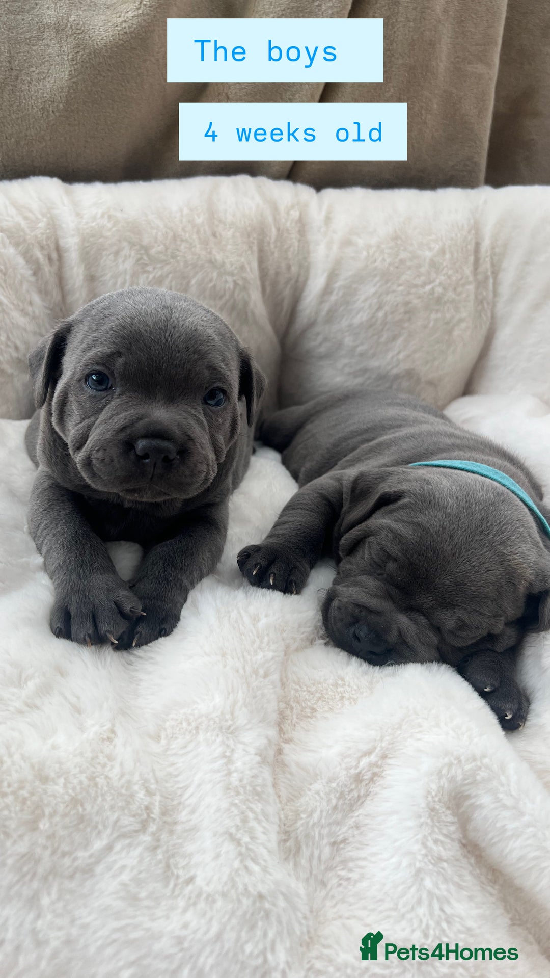 Staffordshire Bull Terrier dogs for sale: Orange Collar Puppy  - KC registered Blue ‘Bullscaff Pharaon’ Staffy Boy - Image 18
