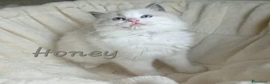 Honey