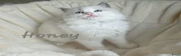 Ragdoll cats for sale: Gorgeous Ragdoll Kittens, Ready to Love - Advert 8