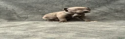 Staffordshire Bull Terrier dogs for sale: Blue Staffordshire Bull Terrier Puppies - Advert 22