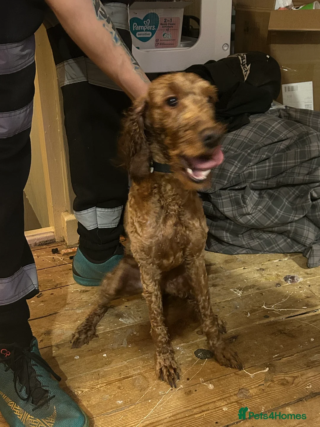 Cockapoo dogs for sale: Waffles - Advert 6