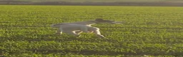 Lurcher dogs for sale: Whippet/Bedlington puppies (Lurcher) - Advert 11