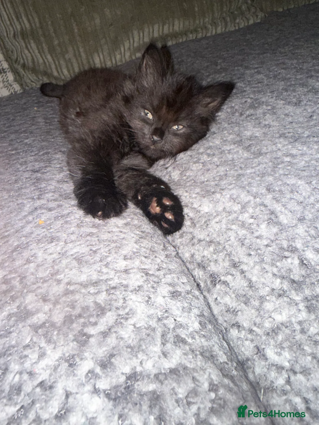 Mixed Breed cats for sale: Beautiful kittens - Advert 3