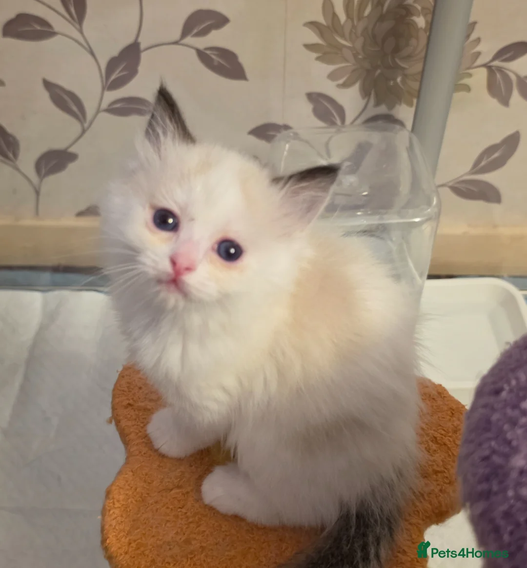 Ragdoll cats for sale: Full pedigree ragdoll  - Advert 2