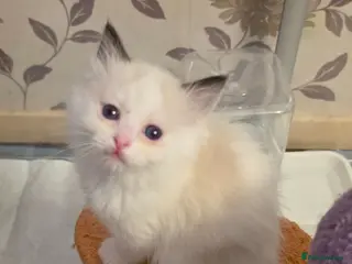 Ragdoll cats Full pedigree ragdoll - Advert 13