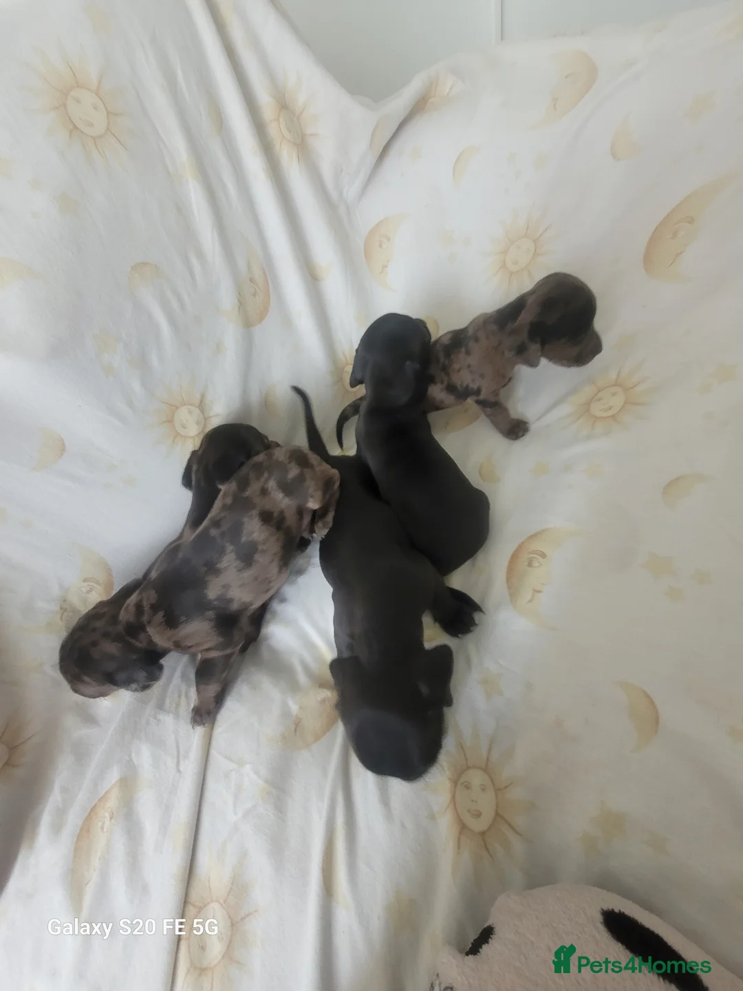 Dachshund dogs for sale: Three quarter Dachshund quarter jack russel pups - Advert 6