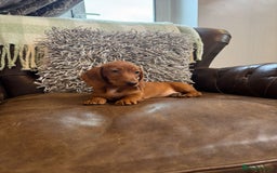 Miniature Dachshund dogs for sale: Miniature Dachshund Puppies - Image 11