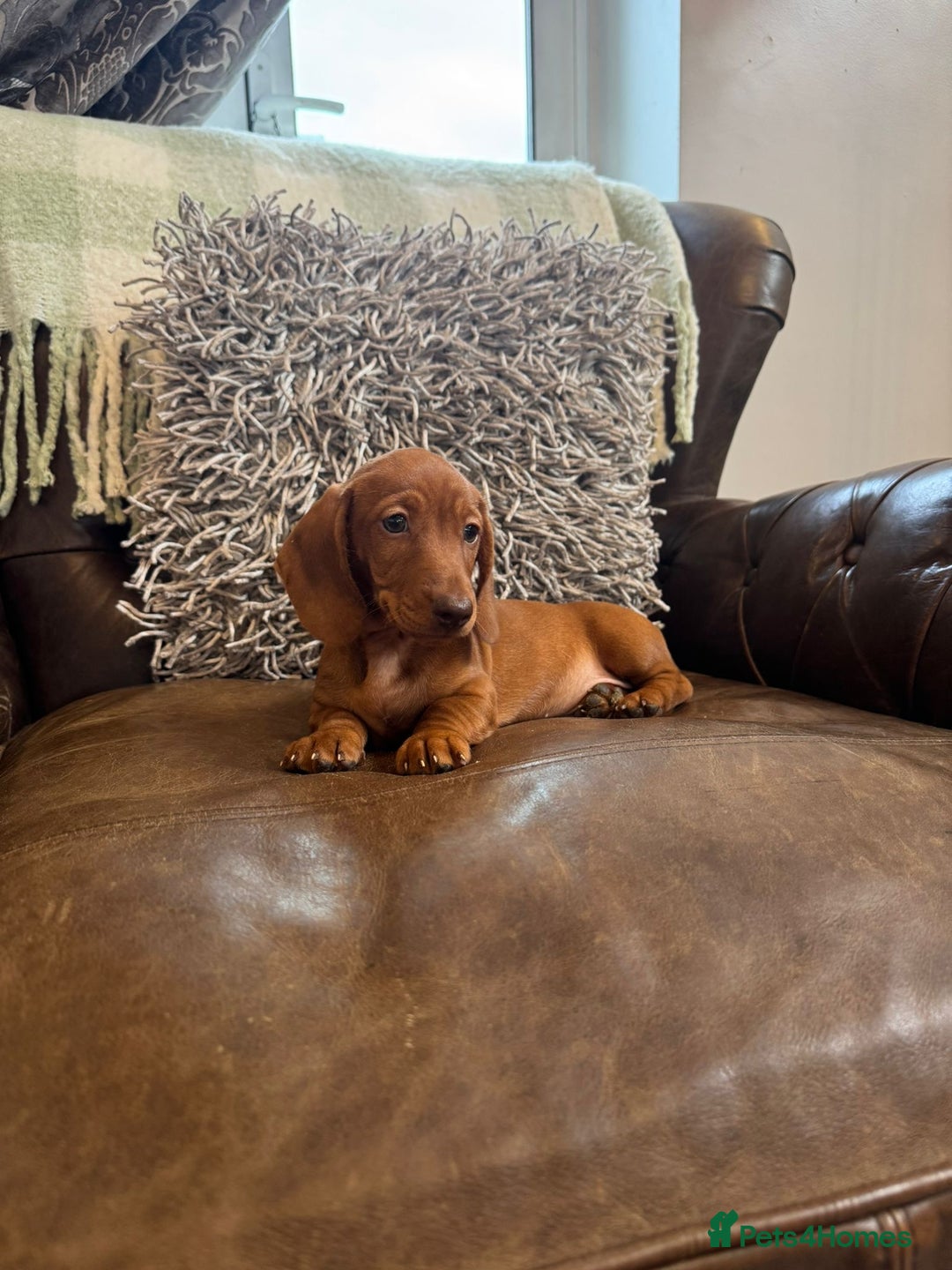 Miniature Dachshund dogs for sale: Miniature Dachshund Puppies - Image 11