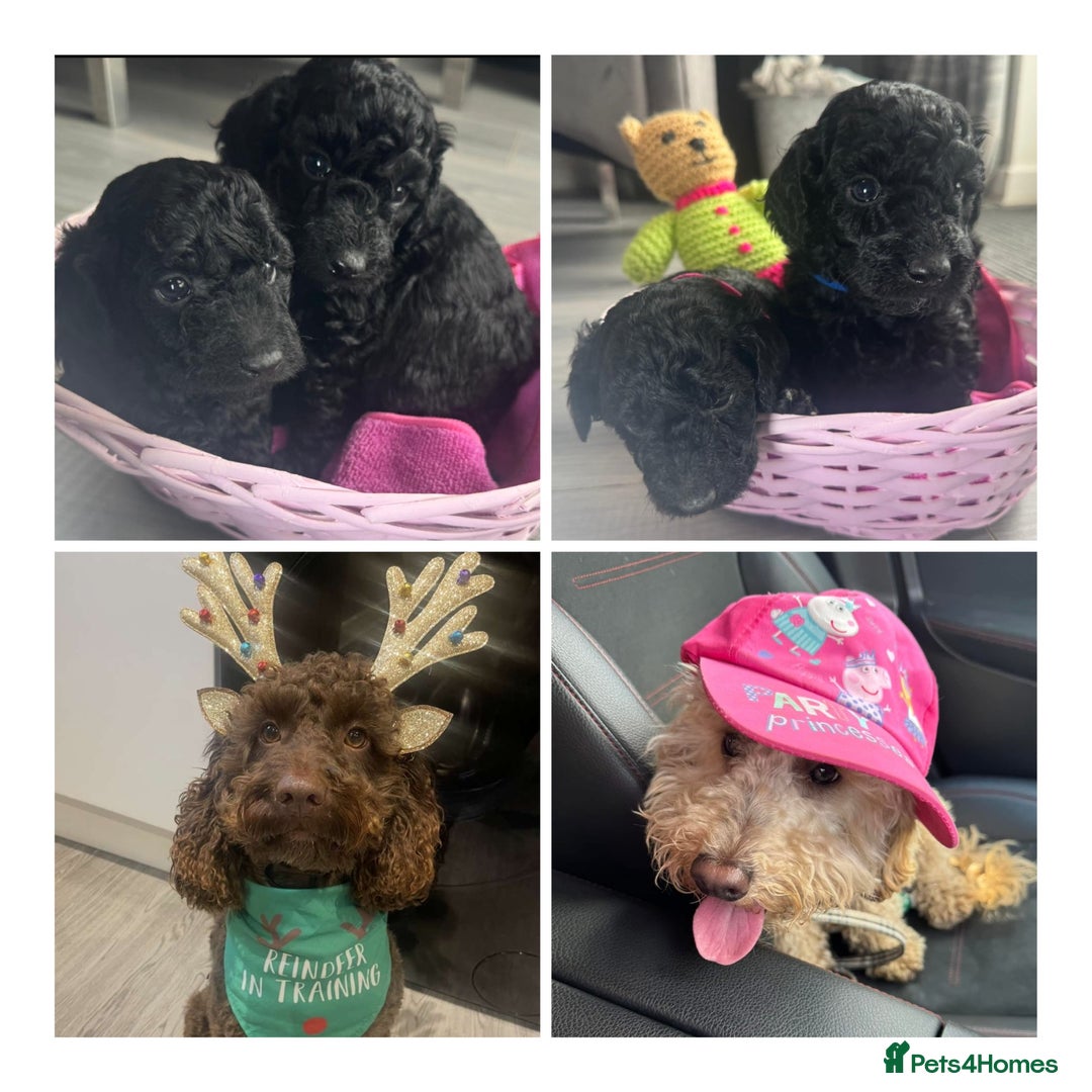 Cockapoo dogs for sale: 7 F1b Cockapoos  - Image 6